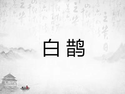 白鹊 白鹊