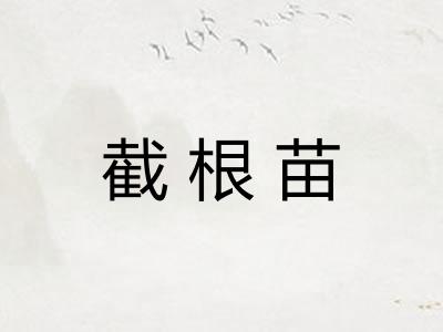 截根苗 截根苗