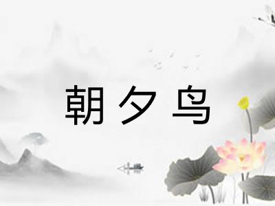 朝夕鸟