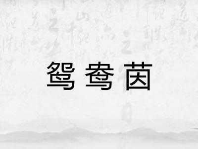 鸳鸯茵 鸳鸯茵