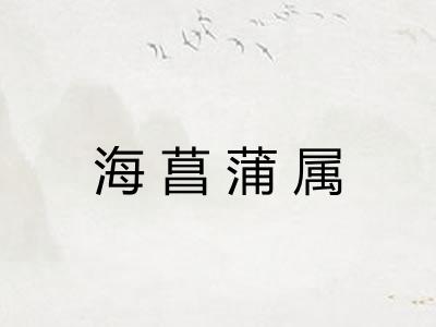 海菖蒲属 海菖蒲属