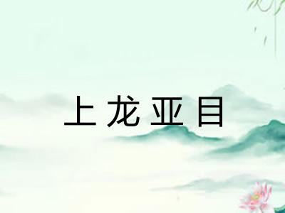 上龙亚目 上龙亚目