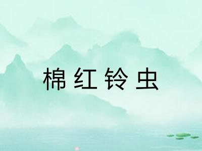 棉红铃虫 棉红铃虫